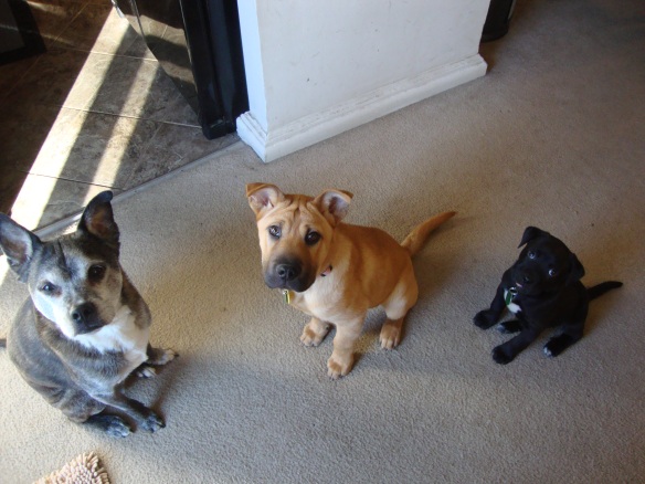 Practicing "sit" with my foster sister Gypsy and older foster brother Brewer.